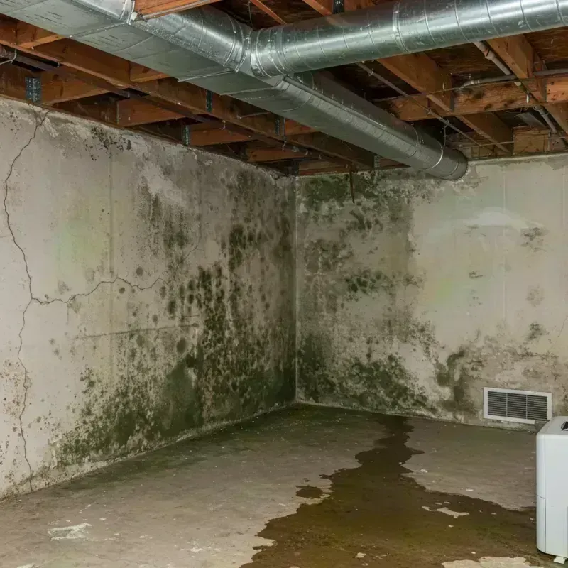 Professional Mold Removal in Buena Vista, CO